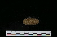 藏品(銼石鱉)的圖片